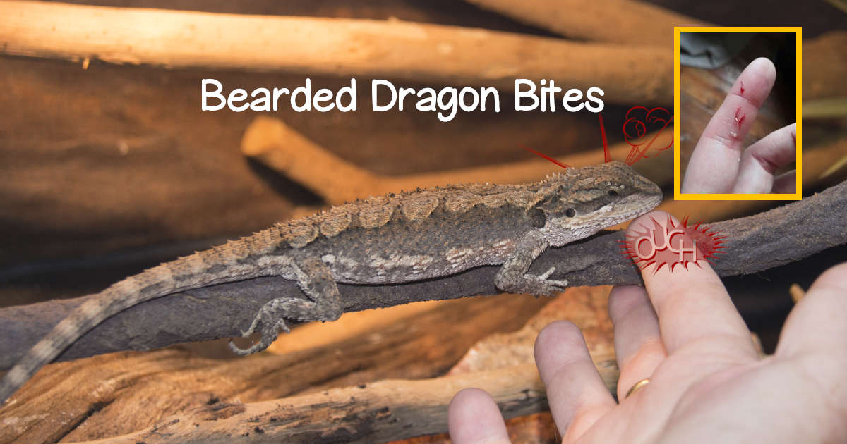 Understanding Bearded Dragon Bites Causes and Prevention