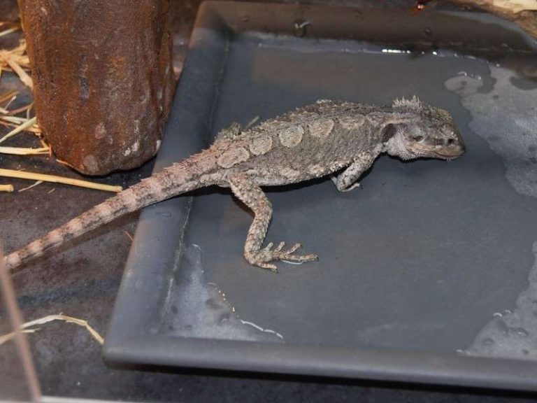 Dehydration and How to Get Your Bearded Dragon to Drink