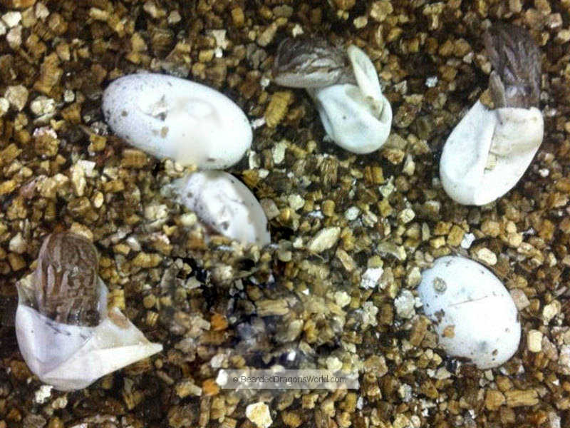 bearded dragon eggs hatching BEARDED DRAGONS WORLD