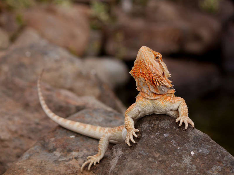 Pet Bearded Dragons (Price & 5 Things You Should Know)