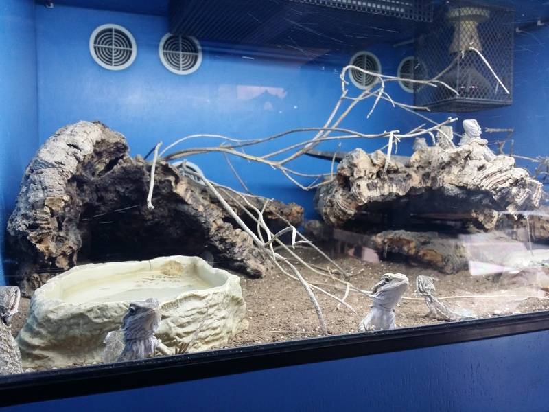 Complete Guide to Humidity for Bearded Dragons