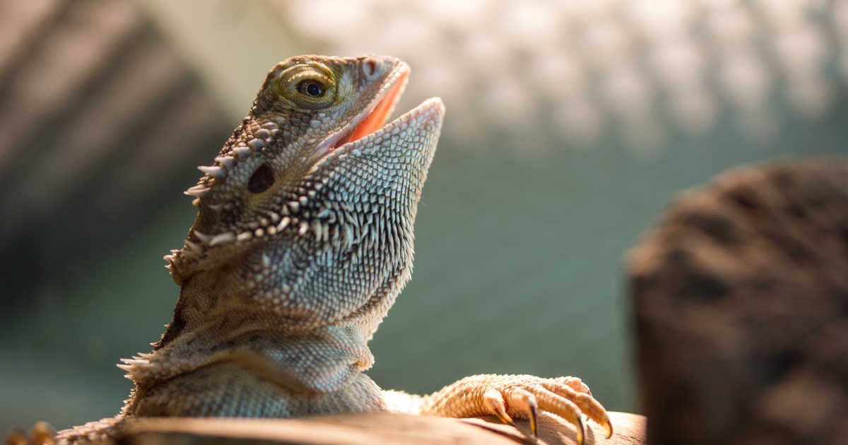 Bearded Dragon Thermoregulation Understanding Behaviors