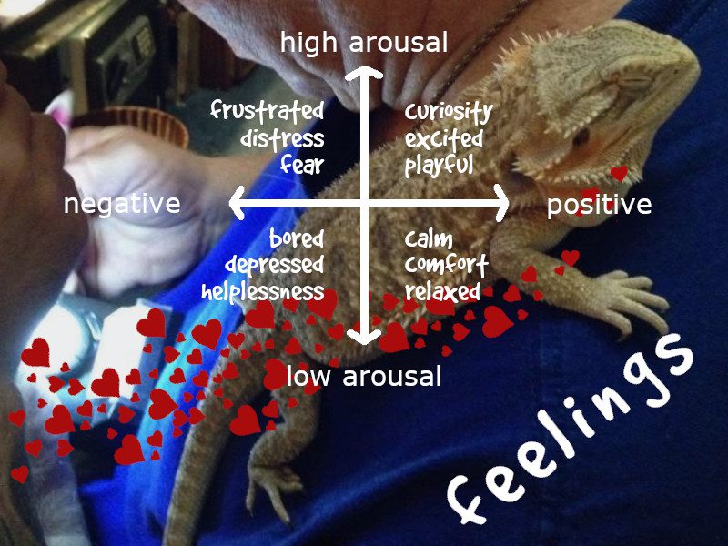 Do Bearded Dragons Feel? Exploring Their Emotional World