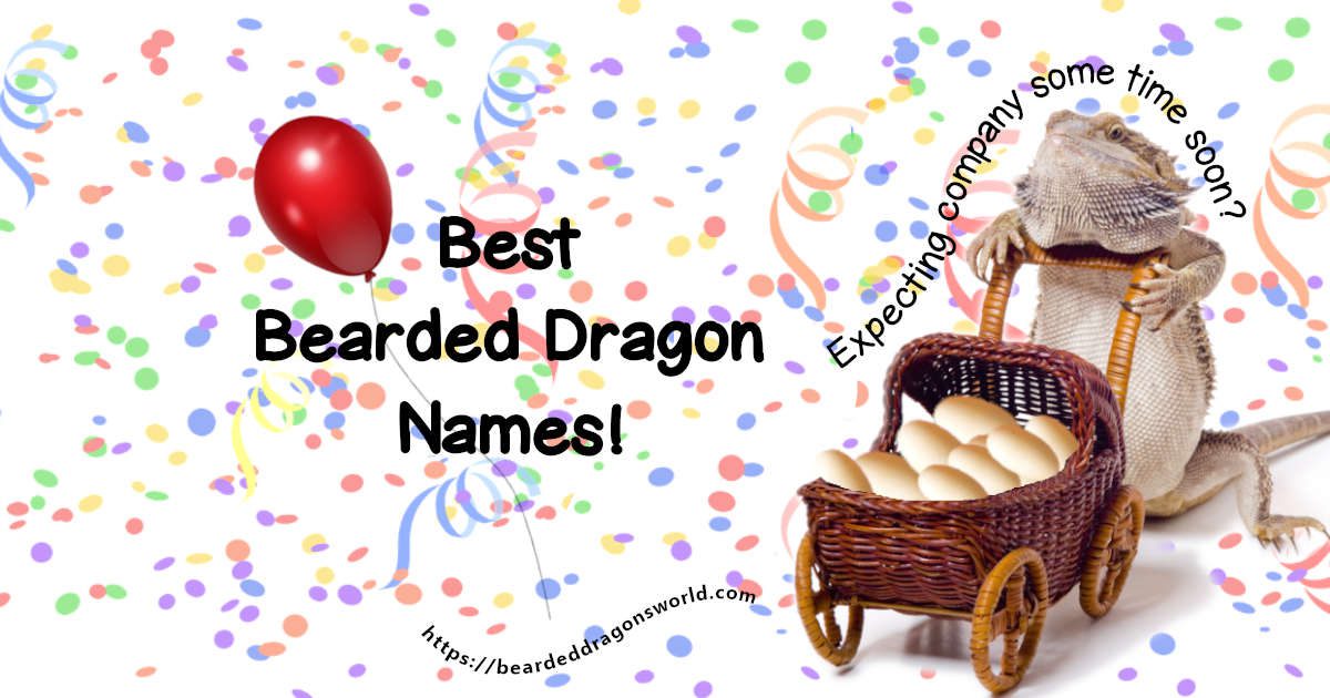 Best Bearded Dragon Names Perfect Moniker Waiting for You!