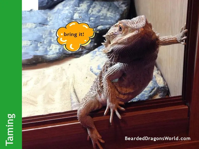 Share 106+ bearded dragon nail clippers songngunhatanh.edu.vn