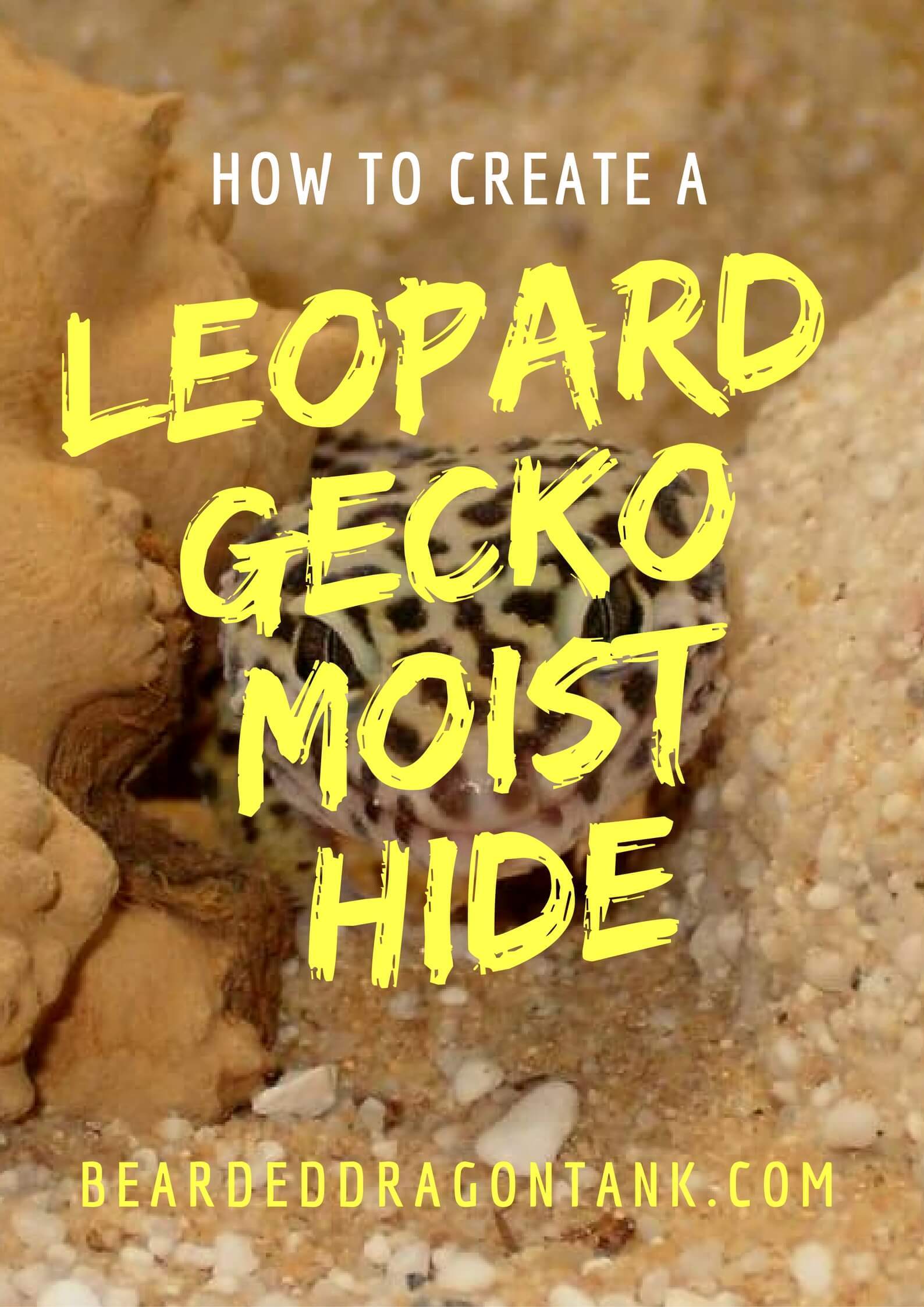 How To Create A Moist Hide For A Leopard Gecko Bearded