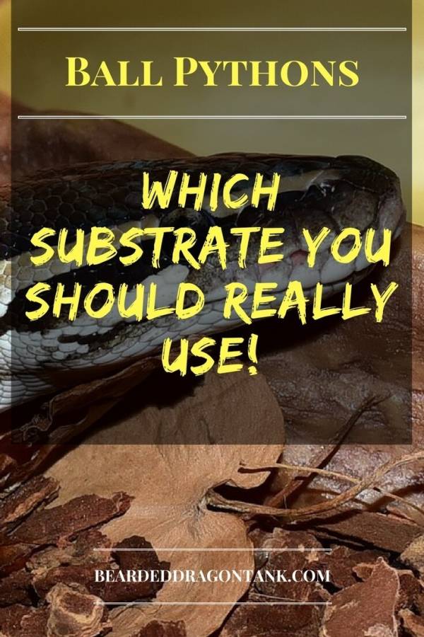 What Is The Best Substrate For A Ball Python? beardeddragontank