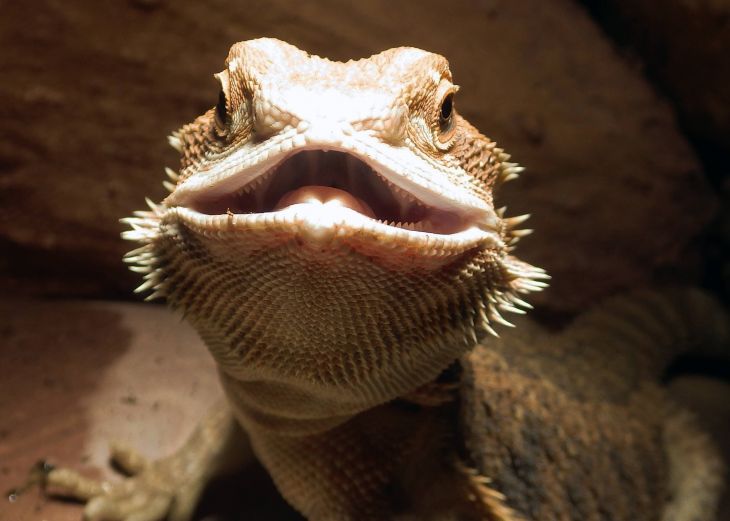 The Right Humidity Levels For Bearded Dragons? It´s Easy! Bearded