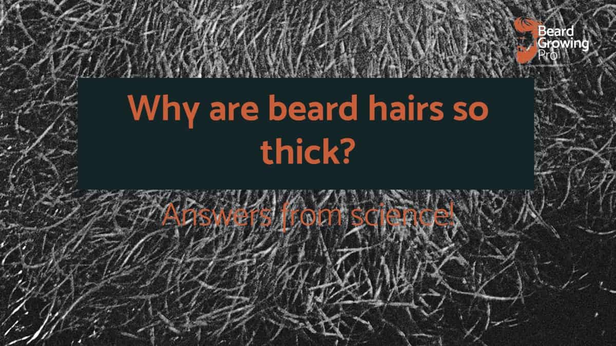 Why are beard hairs so thick? [answers from science]