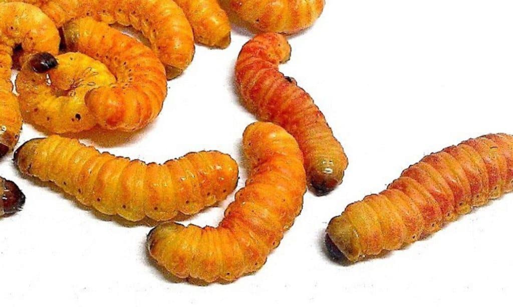 Types Of Worms For Bearded Dragons