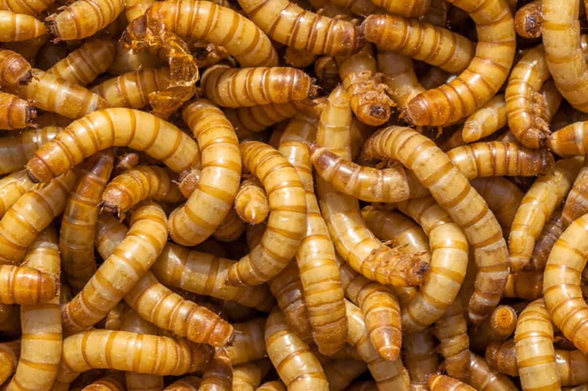 Is it safe to feed frozen bearded dragons?