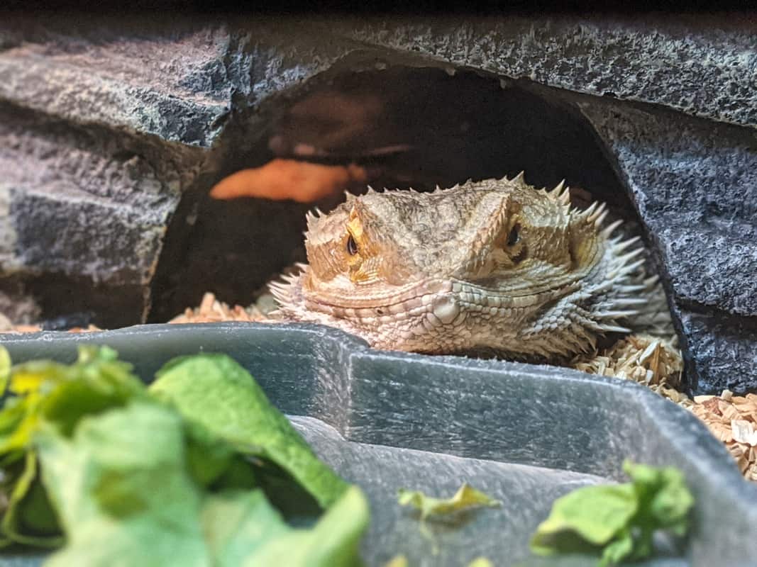 Can Bearded Dragons Eat Lettuce? The Answer You Need.