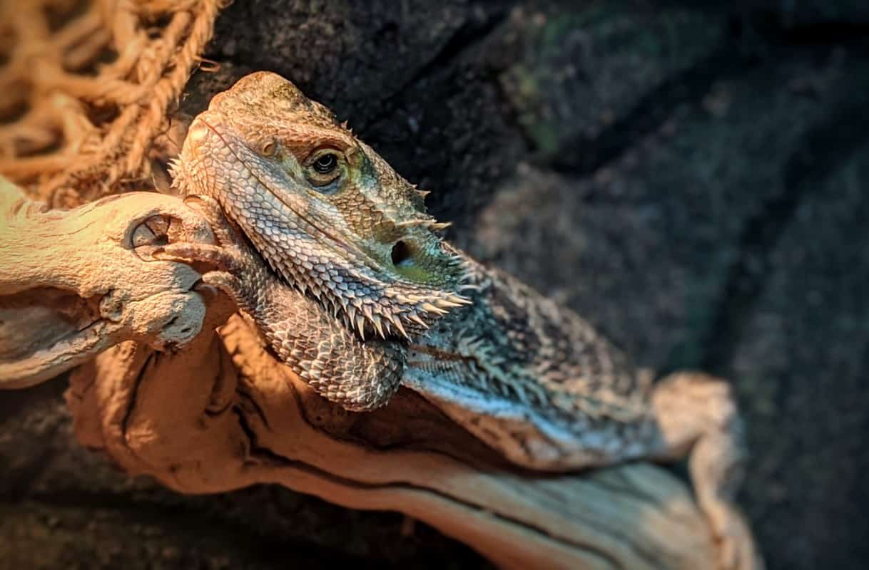 Are bearded dragons poisonous? Beardie Bungalow
