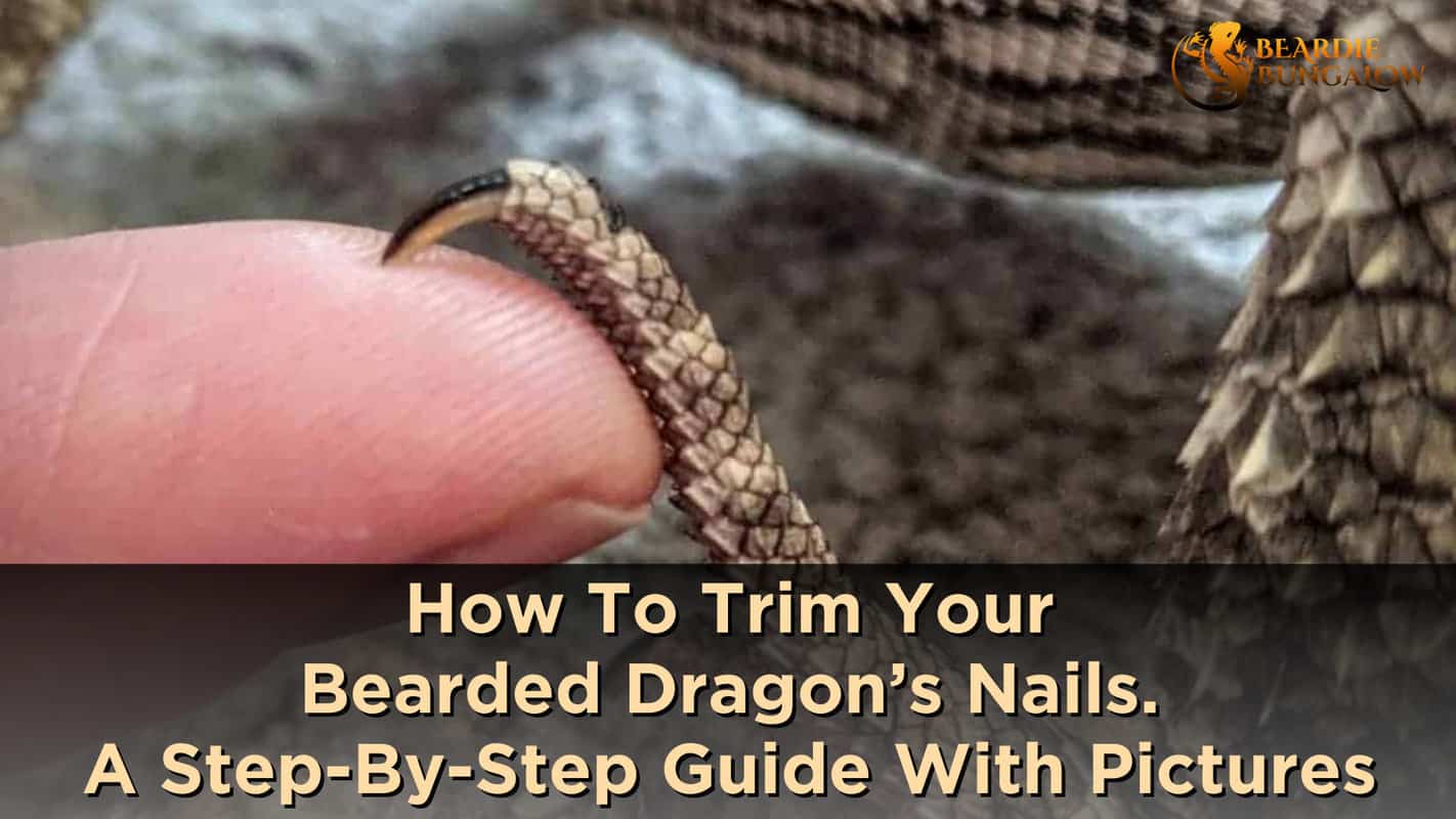 How to trim your bearded dragon's nails a step by step guide with