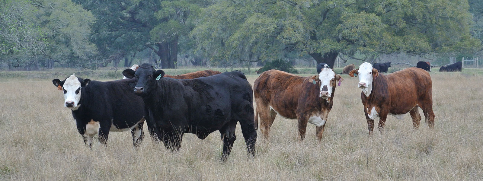 Large Animals Beard Navasota Veterinary Hospital Navasota, Texas
