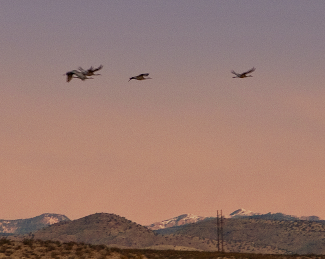 Bosque Birdwatcher’s RV Park San Antonio, NM The Road Home