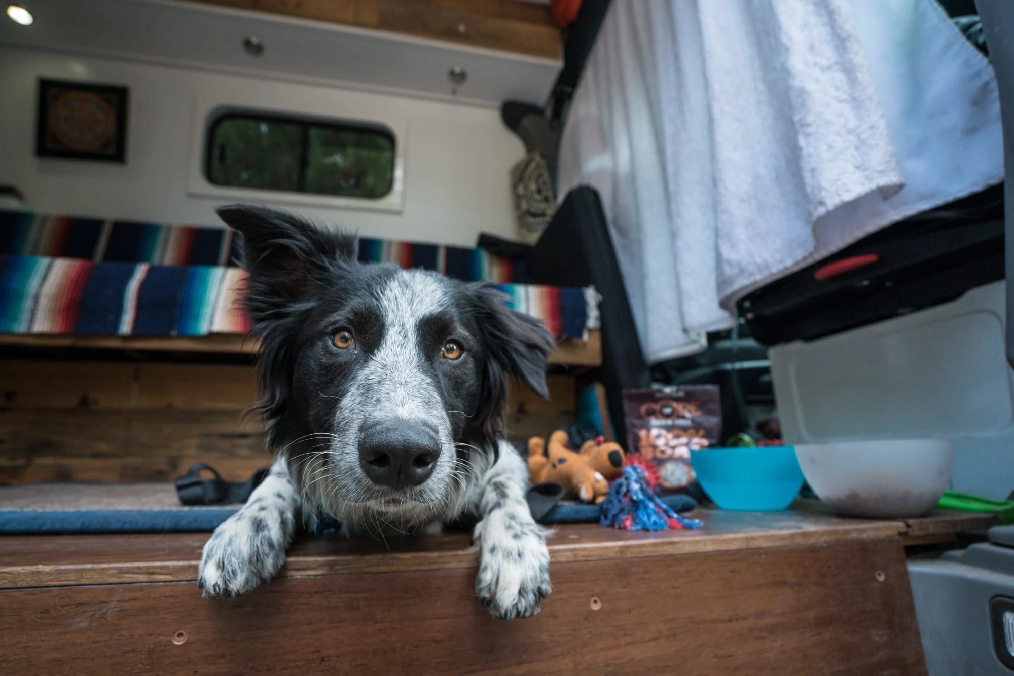 How To Road Trip With Your Dog 15 Practical Tips Bearfoot Theory