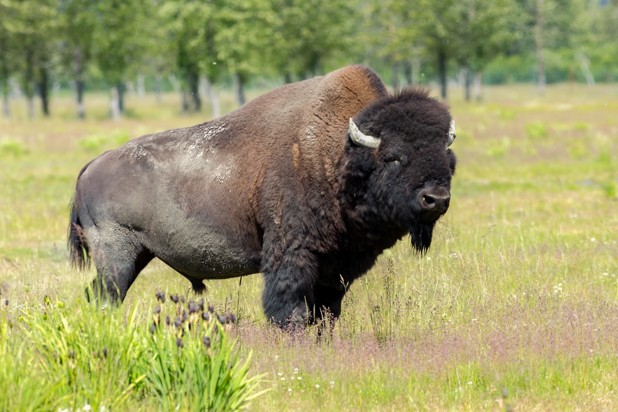 8Day Alaska Road Trip Itinerary for Adventure Travelers Bearfoot Theory