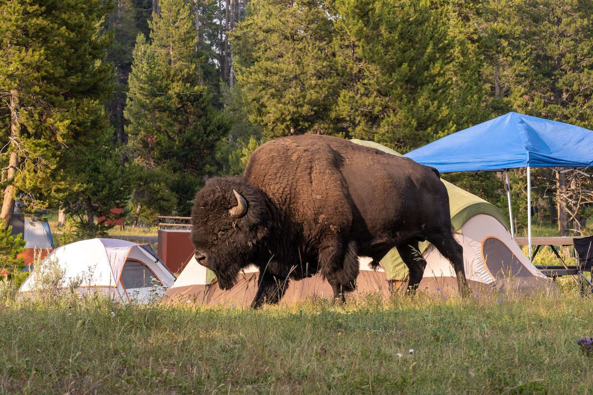 Yellowstone permits visitors to be with their pets at any of their parking. Are Dogs Allowed In Yellowstone Campsites