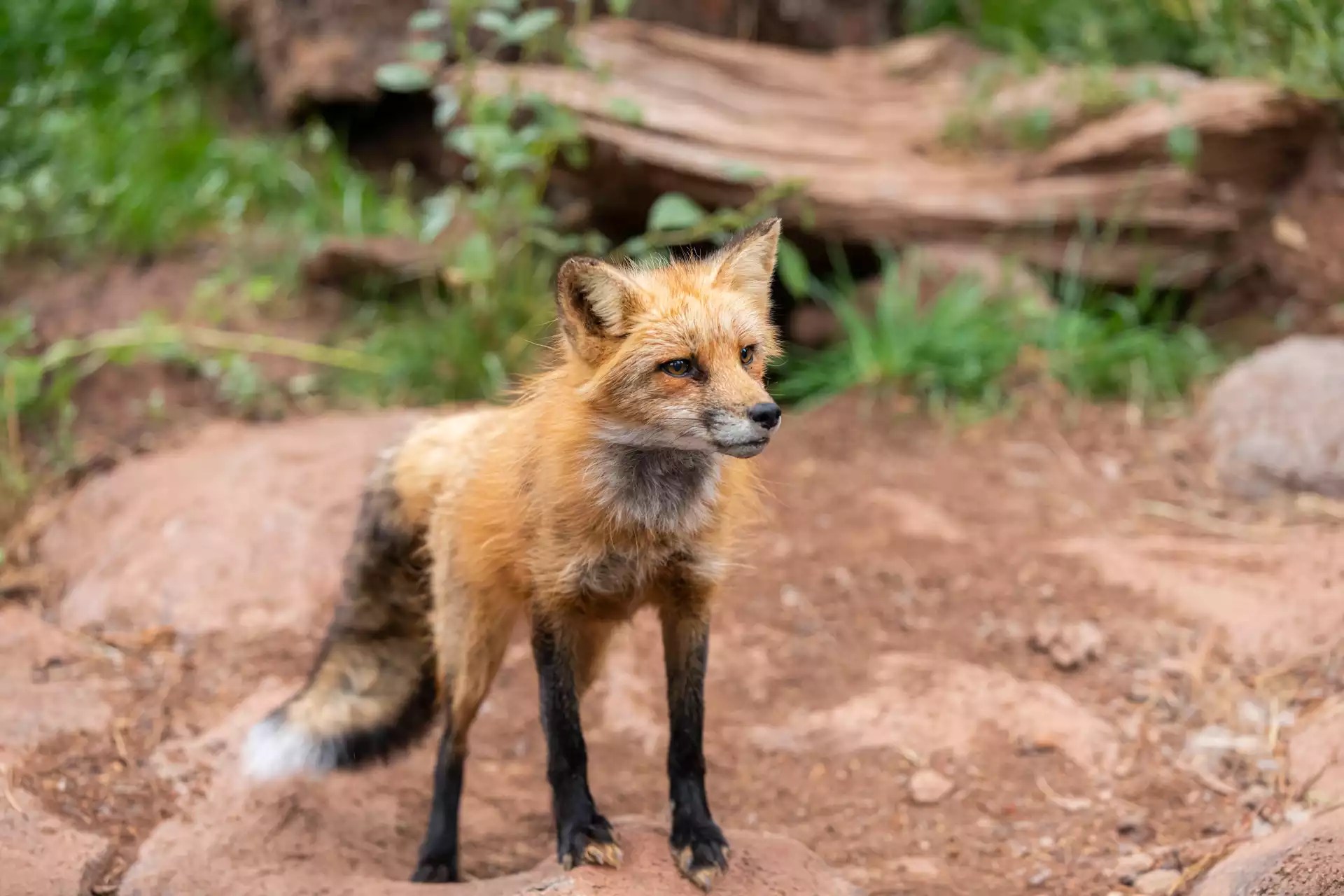 Red Fox Bearizona