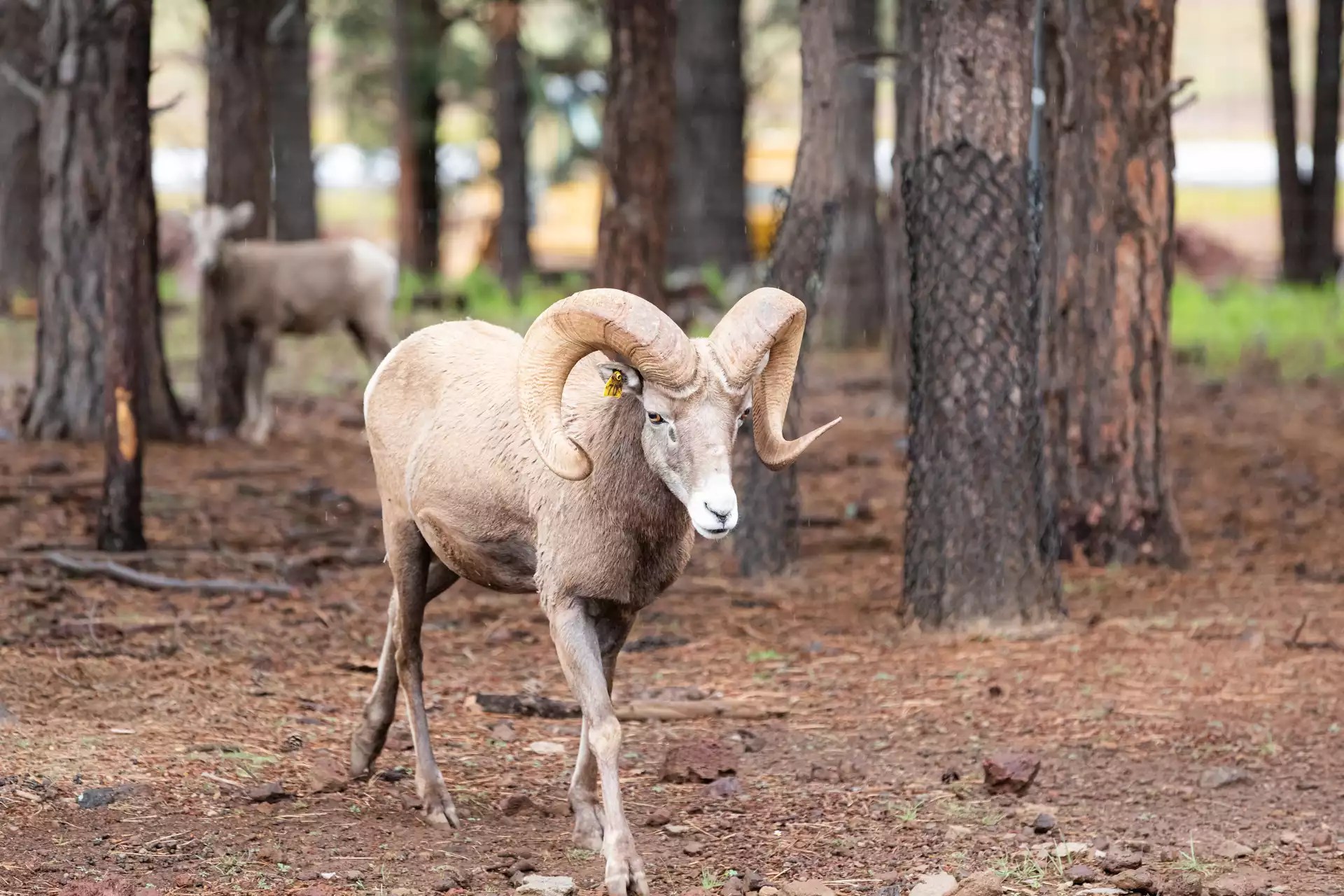 Bighorn Sheep Bearizona