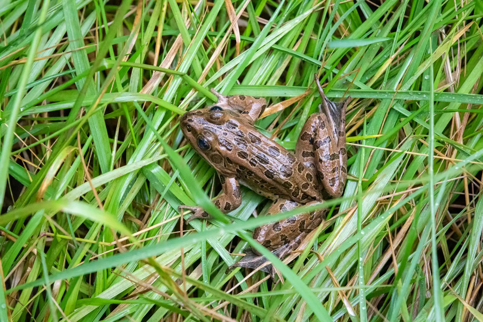 Northern Leopard Frog Bearizona