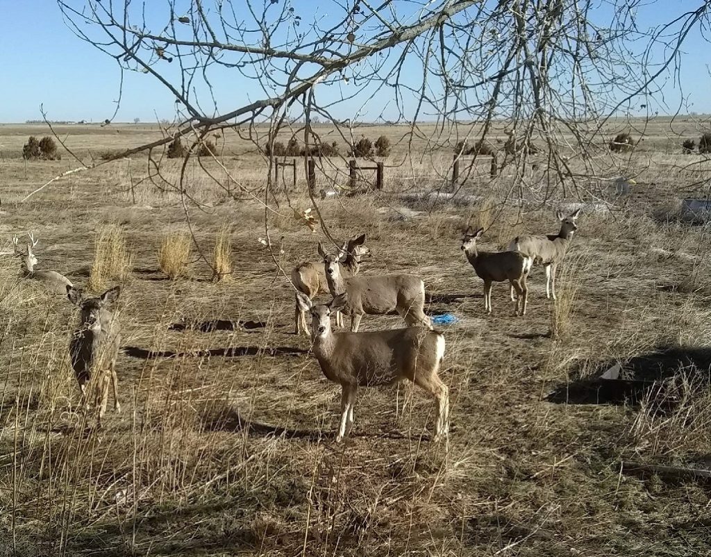 3615 Road 37, Yoder, Wyoming Bear Mountain Land