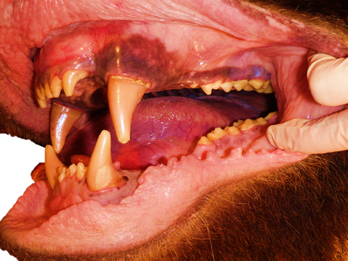 ヒグマの食生活～草？野菜？ときどき魚？～(6月8日・9日実施） のぼりべつクマ牧場 公式サイト