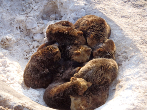 軽井沢ツキノワグマ日記 浅間山の冬眠穴事情 ヒグマの冬眠（11月16日・17日実施） | のぼりべつクマ牧場 公式サイト