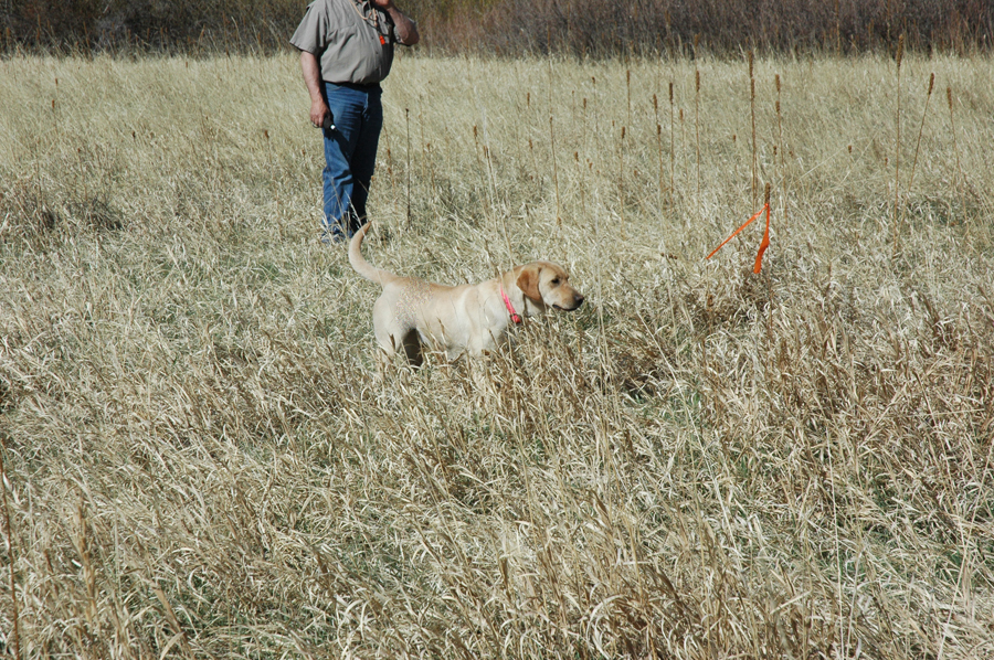 CPR BEARPOINT’S YELLOW ROSE II Bearpoint Kennels