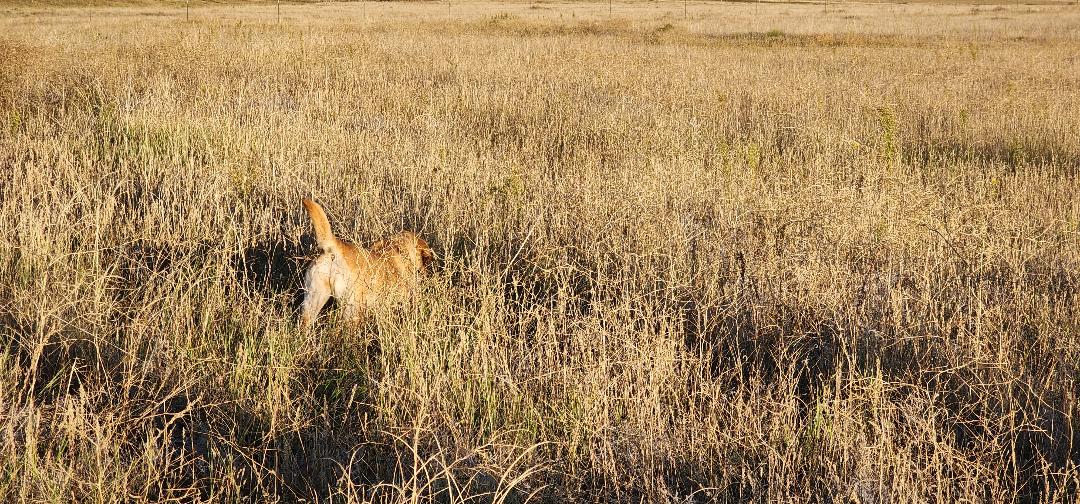 CPR BEARPOINT’S FIRST LADY Bearpoint Kennels