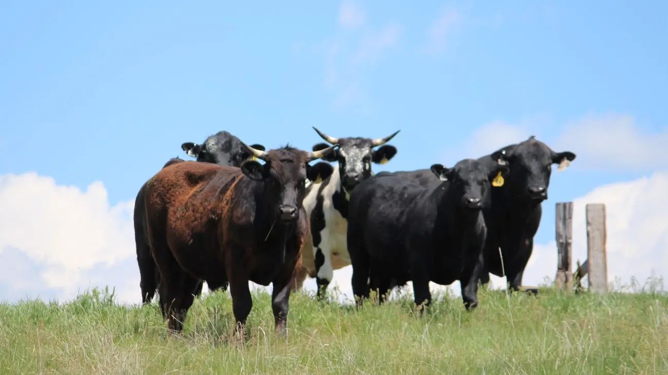Cache Valley Cheese & Dairy Festival Bear River Heritage Area