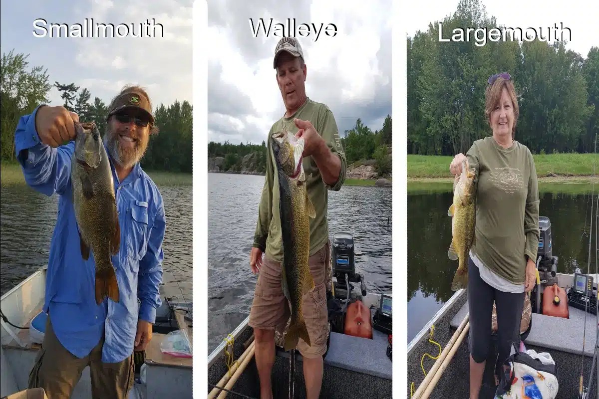 Walleye vs Bass Which Fish is the Catch of the Day? Bear's Den Lodge