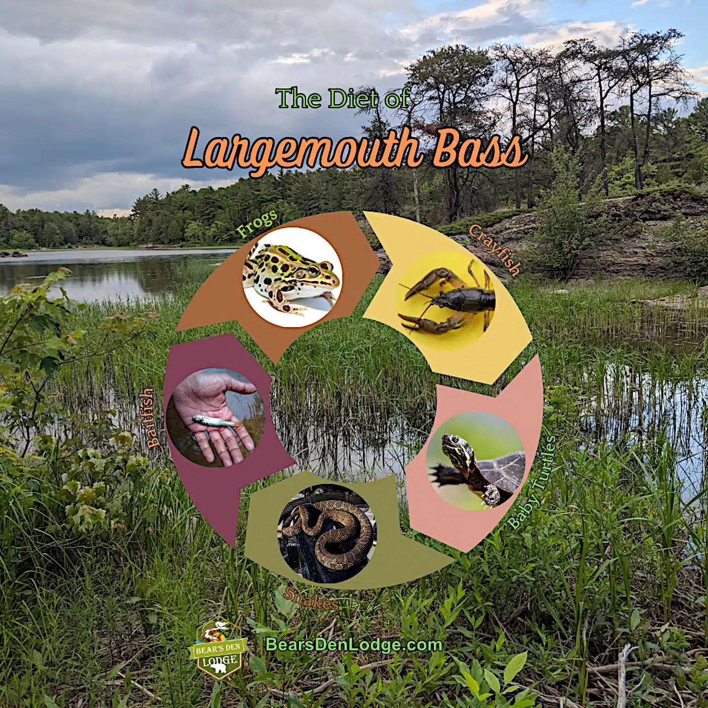 Largemouth Bass Fishing in Ontario A Beginner’s Guide to Catching