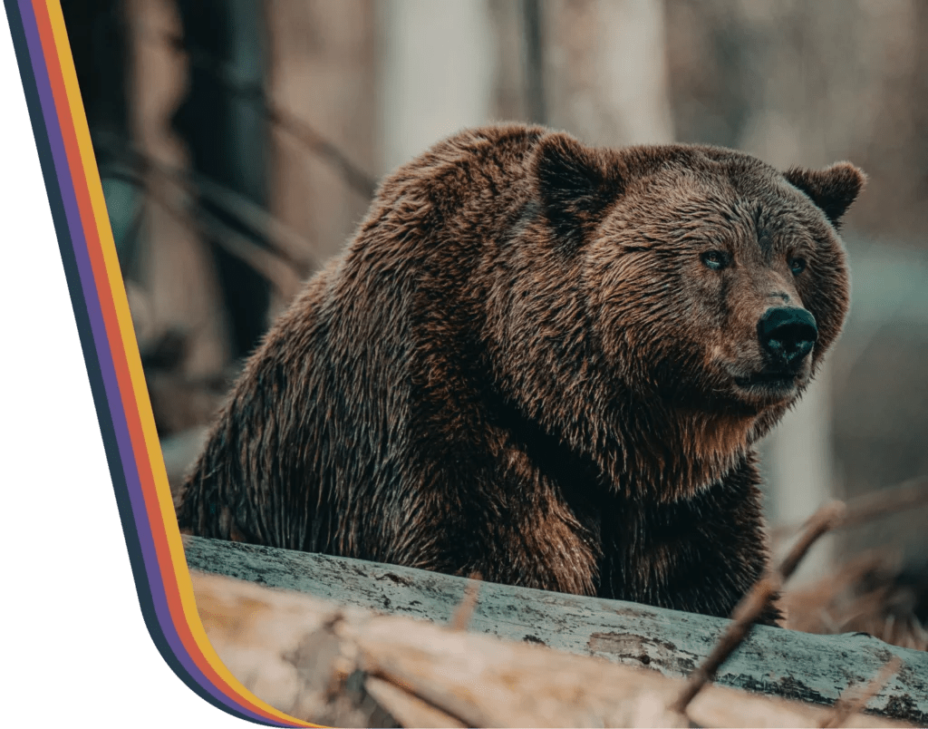 24/7 Bear Spray Rentals Bear Spray Shack