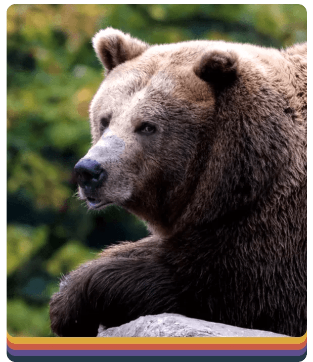 24/7 Bear Spray Rentals Bear Spray Shack