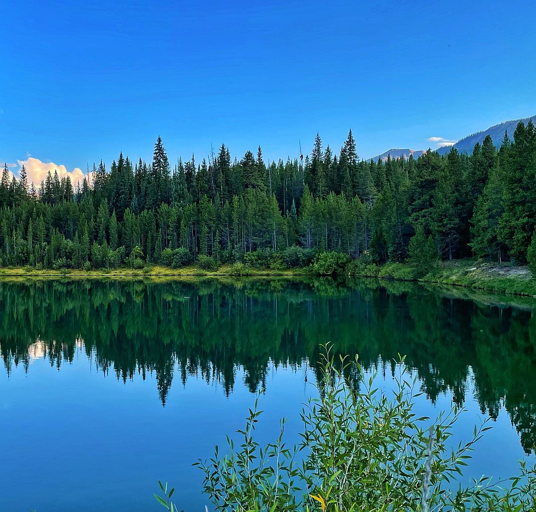 A Complete Guide to Bear Mace BearVault®