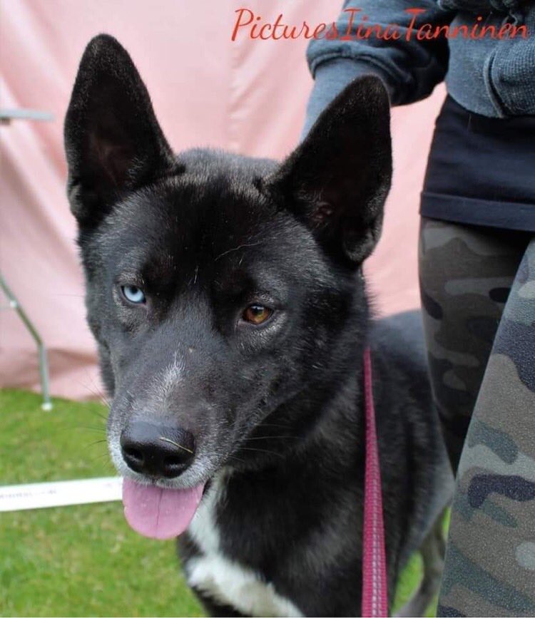 Pentuja/Puppies Bearvvis kennel