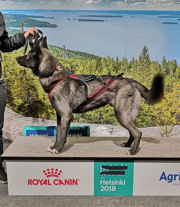 Pentuja/Puppies Bearvvis kennel