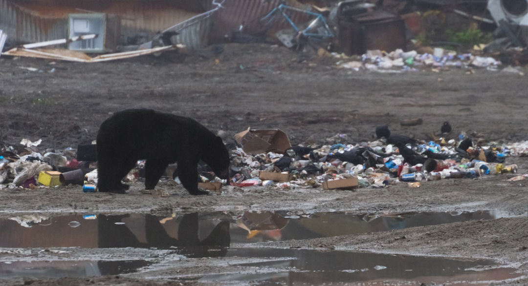 bearatthedump BearWise