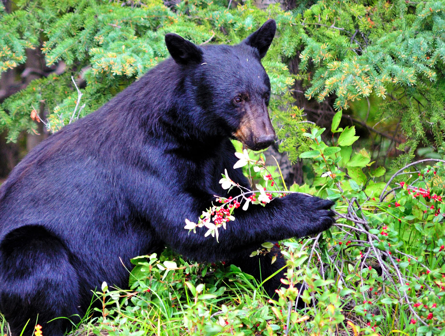 Black Bear Eating