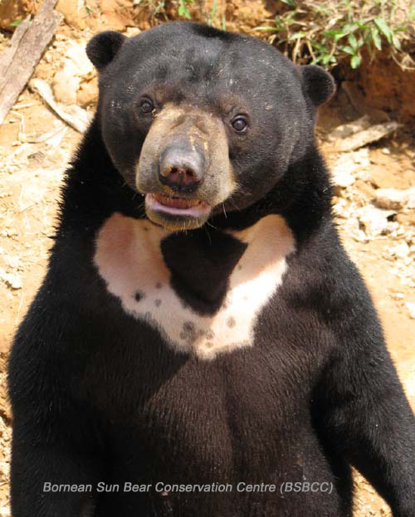 The Eight (8) Bear Species of the World Bear With Us