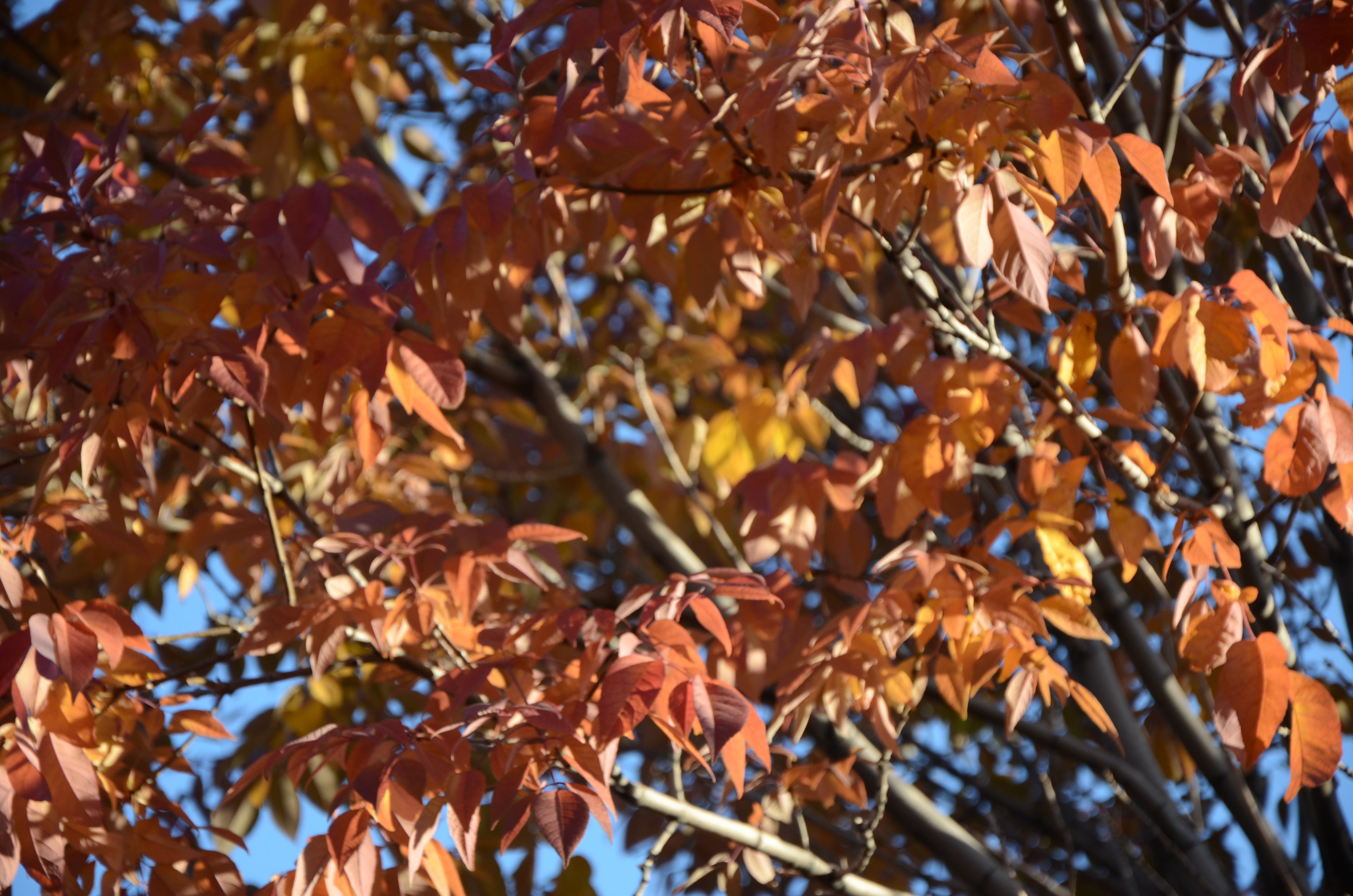 Ash trees, Wallace Park, Denver Be a Smart Ash