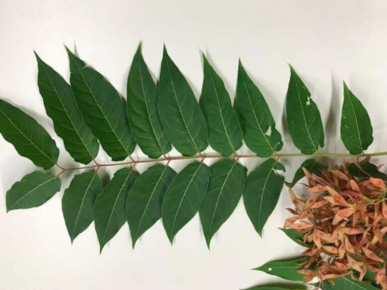 Tree of Heaven Be a Smart Ash