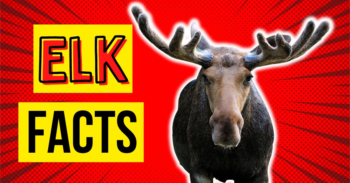 Elk Facts 10 Awesome Elk Facts You Need to Know Beast Bits