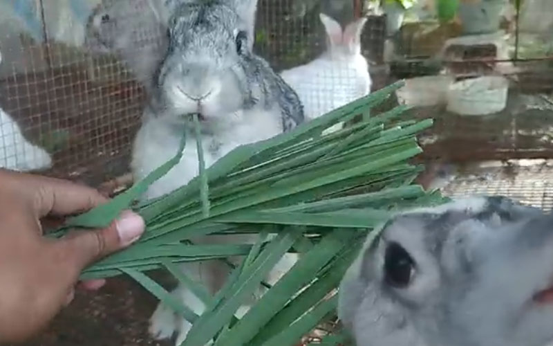 Can Rabbits Eat Lemongrass? Is Lemongrass Safe for Rabbits?