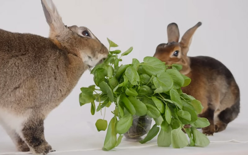 Can Rabbits Eat Watercress? (Munch Or Avoid) Beasts Loco
