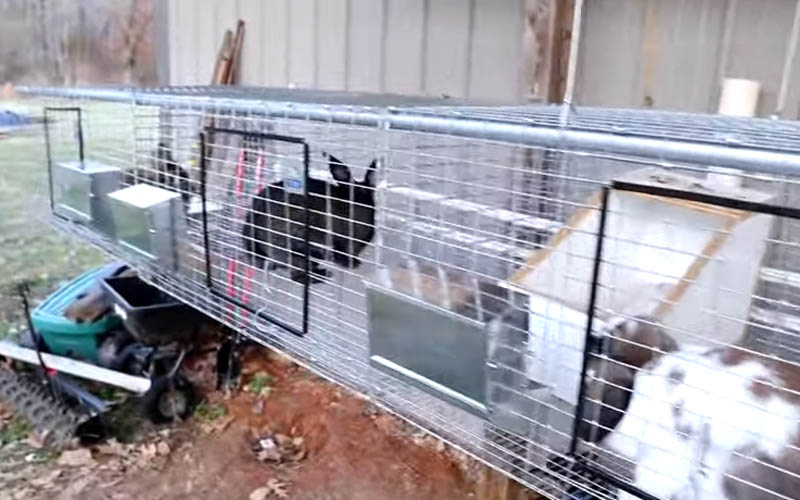 Should I Cover My Rabbit's Cage At Night? Beasts Loco