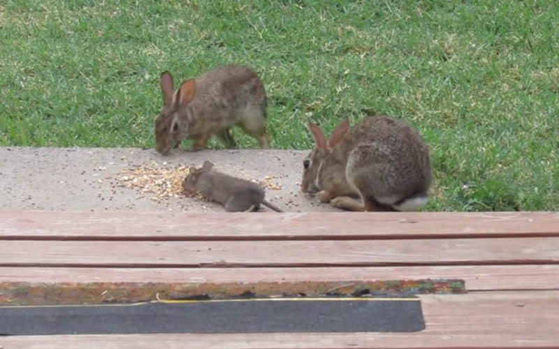 Nature's Neighbors Do Wild Rabbits And Rats Coexist?
