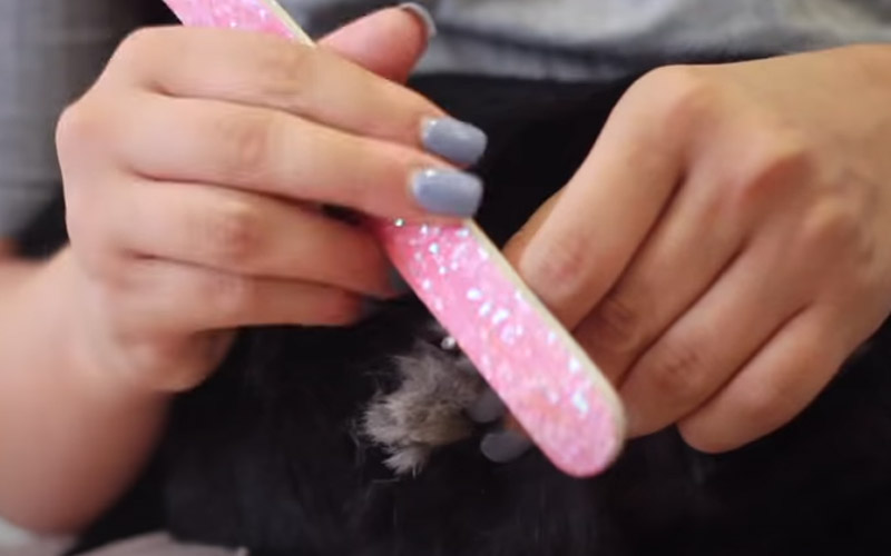 How To Keep Rabbit's Nails Short Without Cutting? Beasts Loco